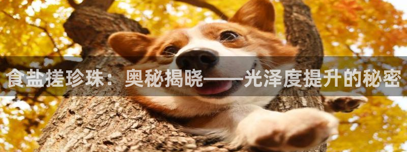 威九国际小说